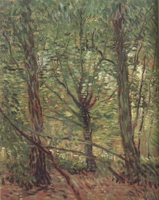 Vincent Van Gogh Trees adn Undergrowth (nn04) Spain oil painting art